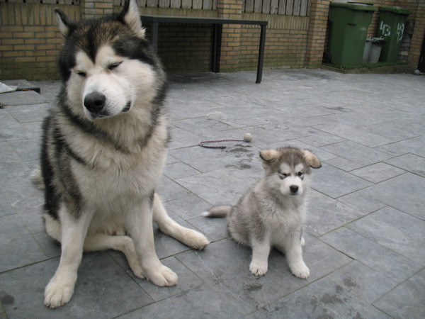 Alaskan Malamute