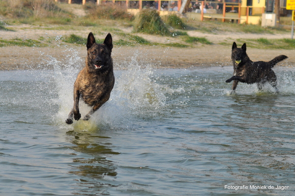 Hollandse Herdershond