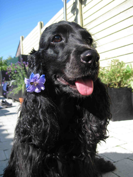 Engelse Cocker Spaniel