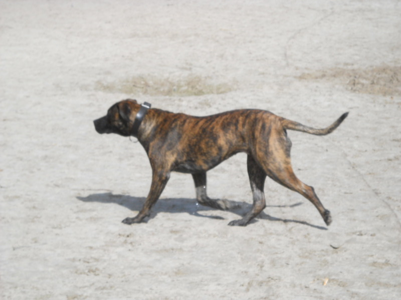 Boerboel