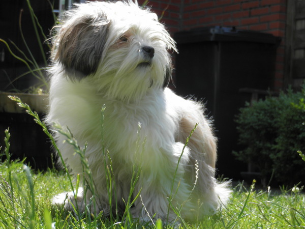 Shih Tzu