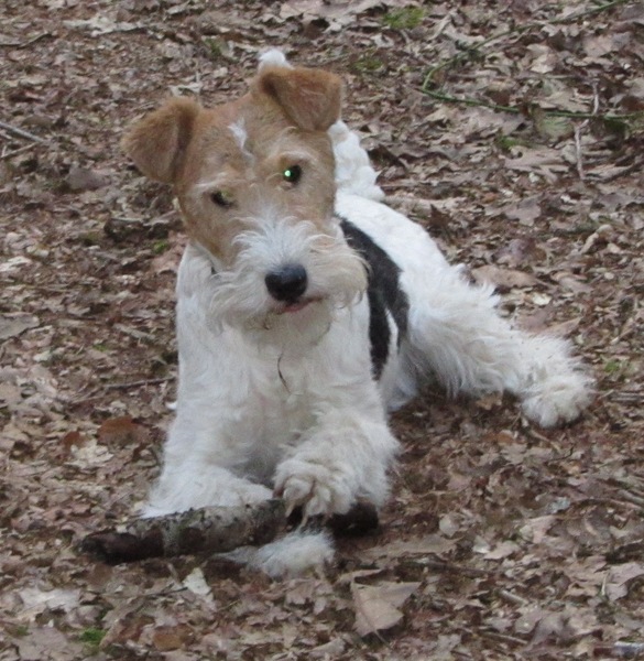 Foxterrier, draadhaar