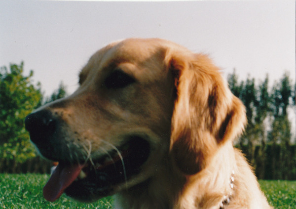 Golden Retriever