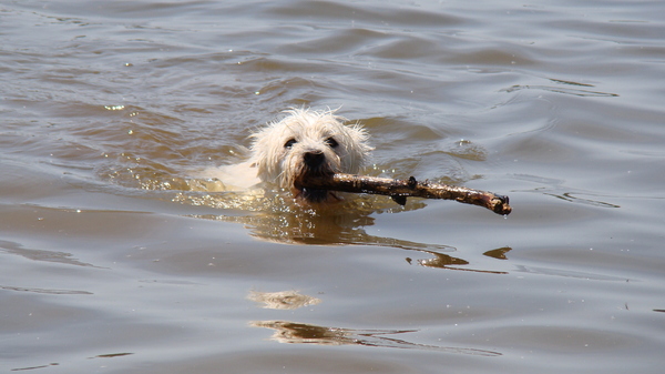 swimming