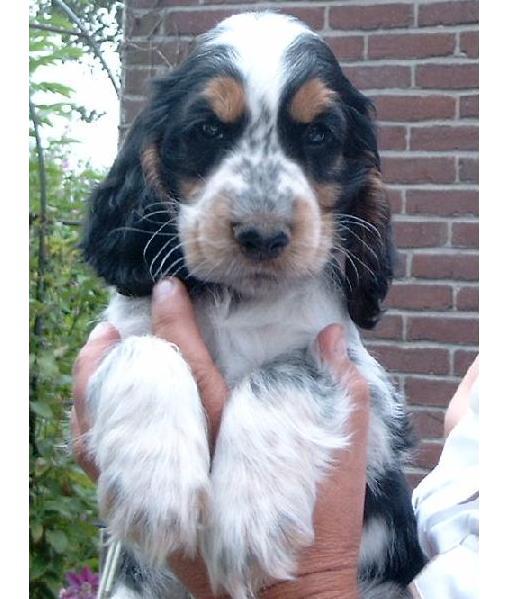 Engelse Cocker Spaniel