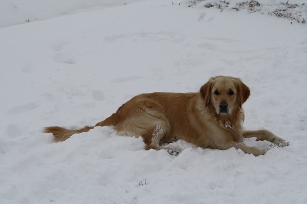 Golden Retriever