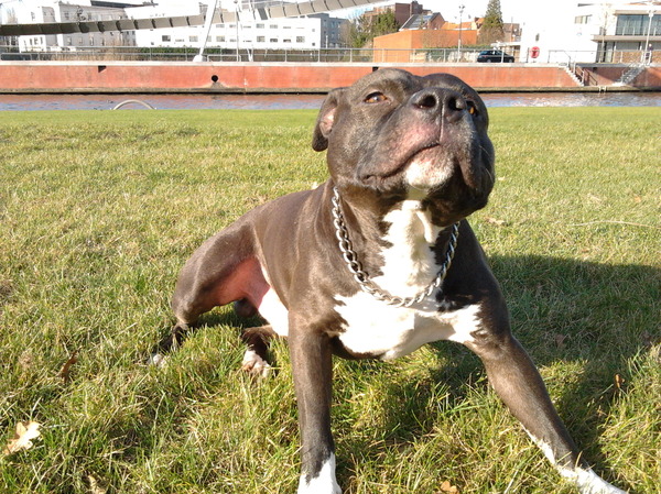 American Staffordshire Terrier