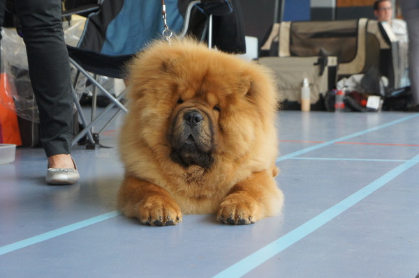 Chow chow