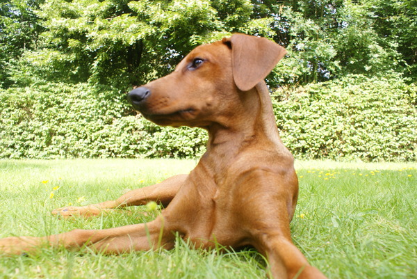 Duitse Pinscher