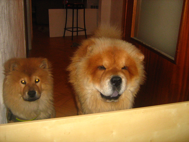 Chow chow