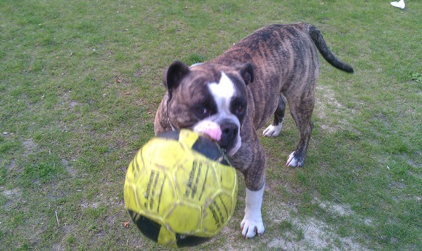 Old English Bulldog