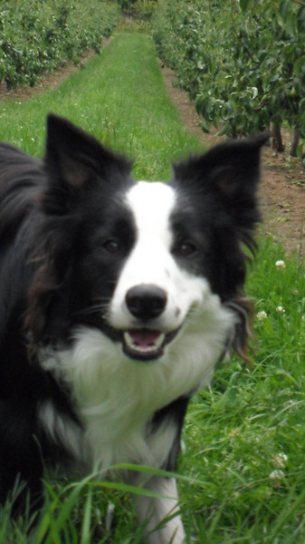 Border Collie