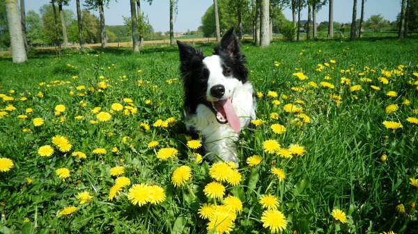 Border Collie