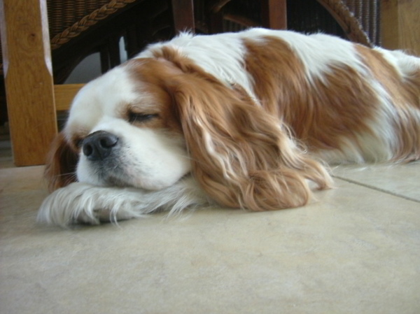 Cavalier King Charles Spaniel