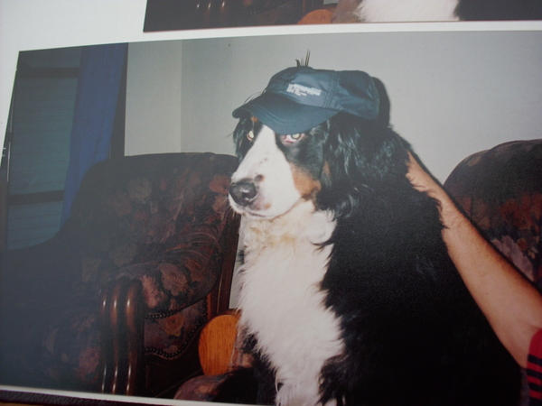 Berner Sennenhond