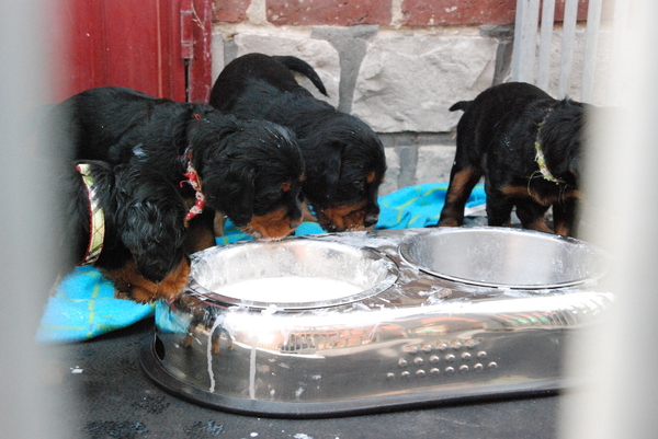 gordon setter from the grazing land