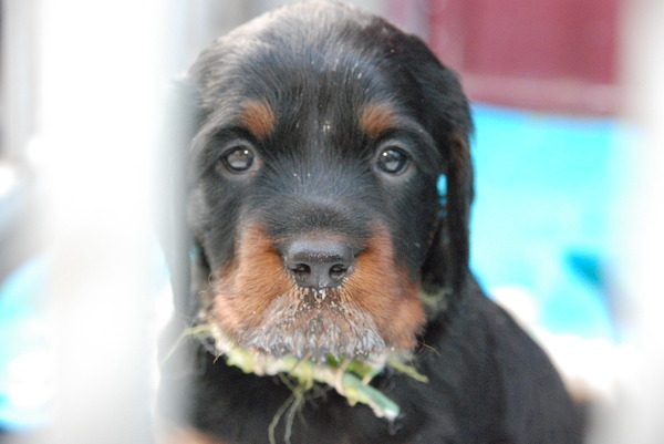 gordon setter from the grazing land