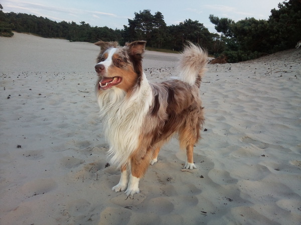 Australian Shepherd