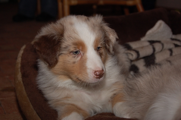 Australian Shepherd