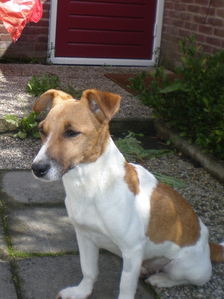 Jack Russell Terrier