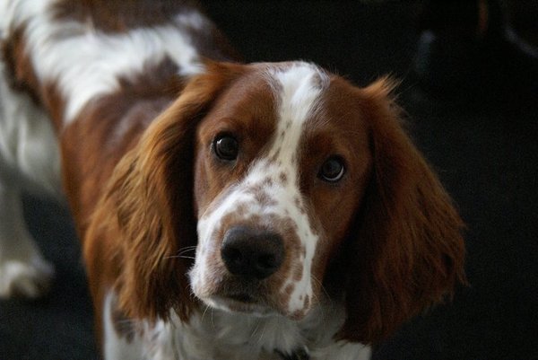 Welsh Springer Spaniel