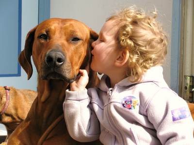 Senna onze Rhodesian Ridgeback