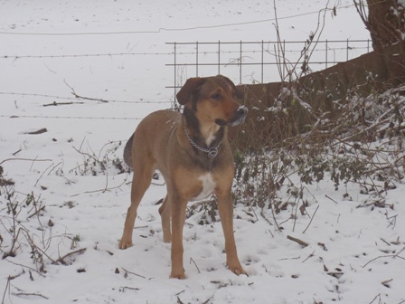 Senna onze Rhodesian Ridgeback