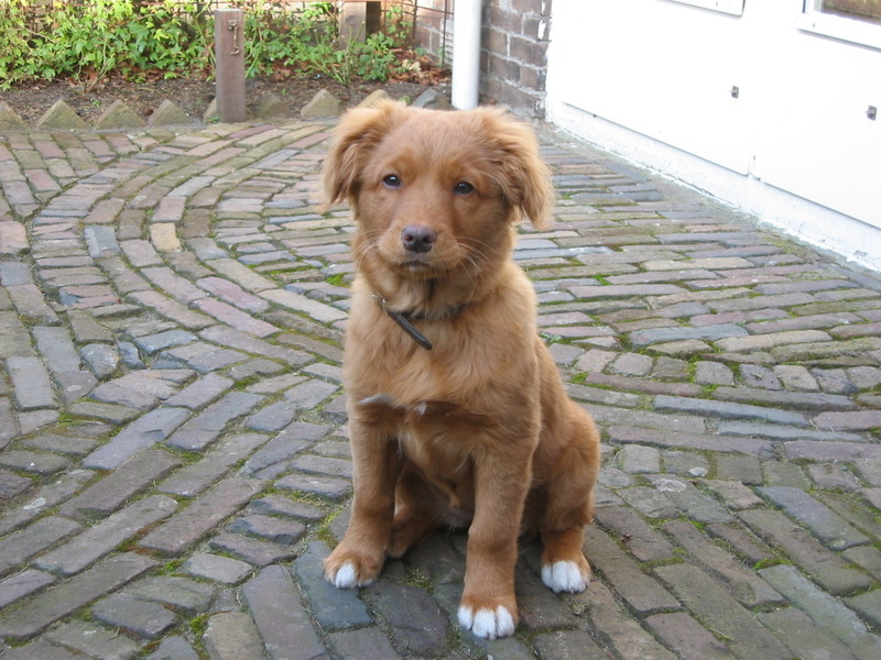 Nova Scotia Duck Tolling Retriever