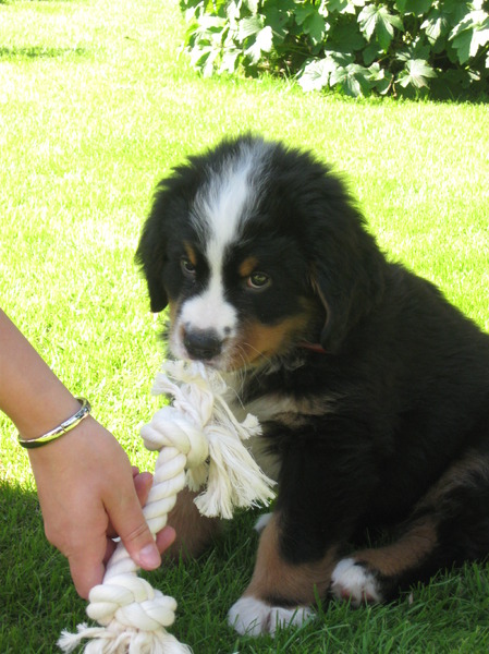 Berner Sennenhond