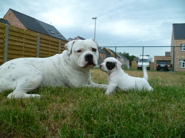 Amerikaanse Bulldog