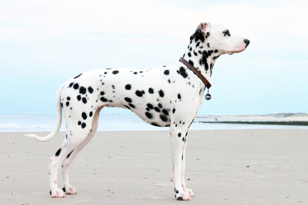 Dalmatische hond