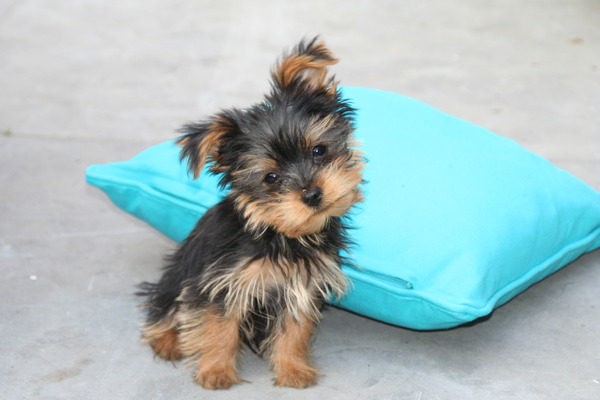 Yorkshire Terrier