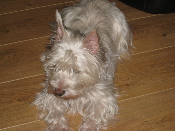 West Highland White Terrier