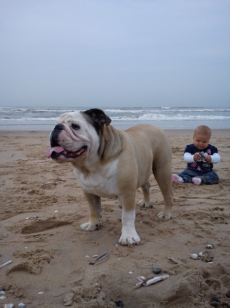 Engelse Bulldog