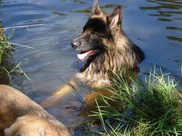 Oud Duitse Herdershond