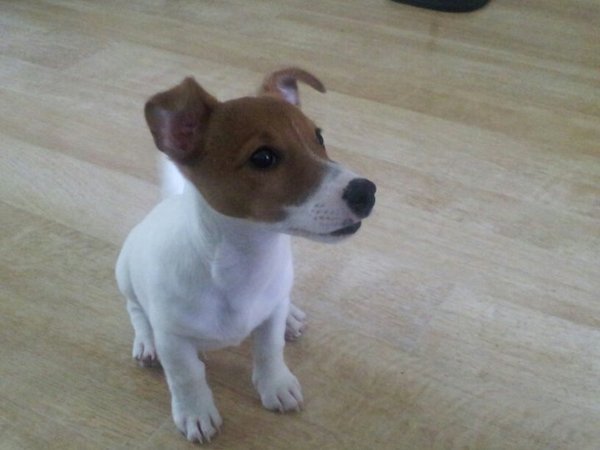 Jack Russell Terrier