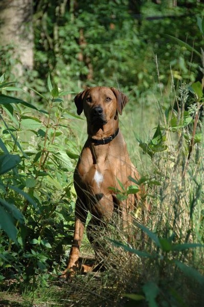 Rhodesian Ridgeback