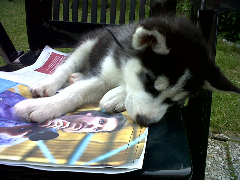 Alaskan Malamute