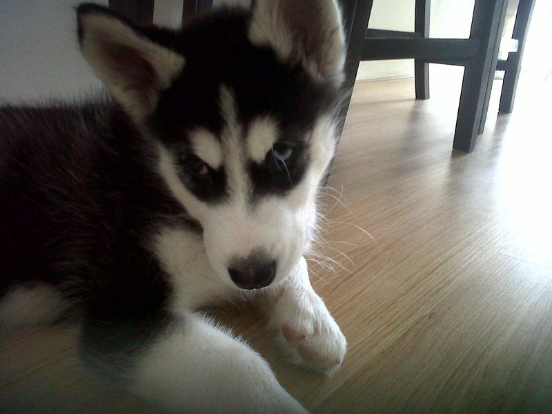 Alaskan Malamute