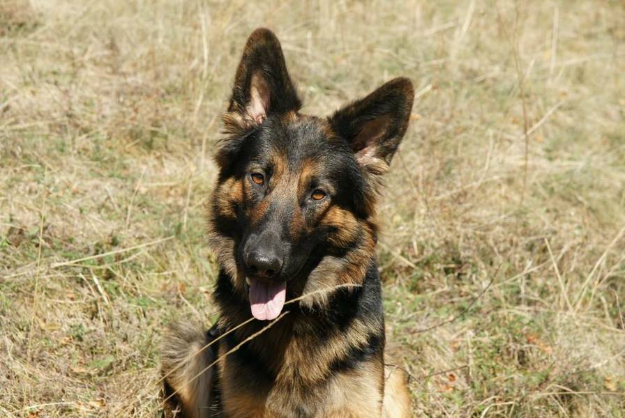 Oudduitse herder kennel Des Quatre Montagnes