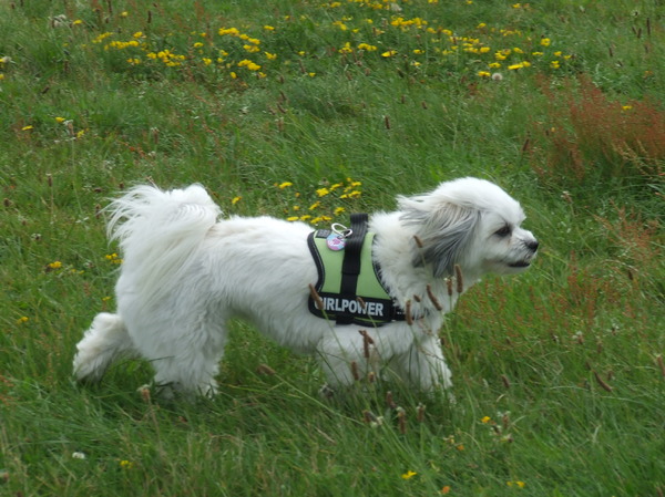 Phoebe op de dijk! 