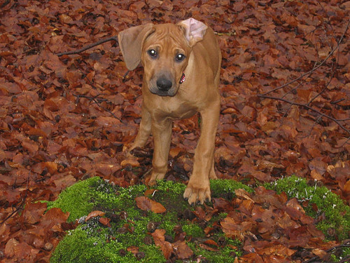 Rhodesian Ridgeback