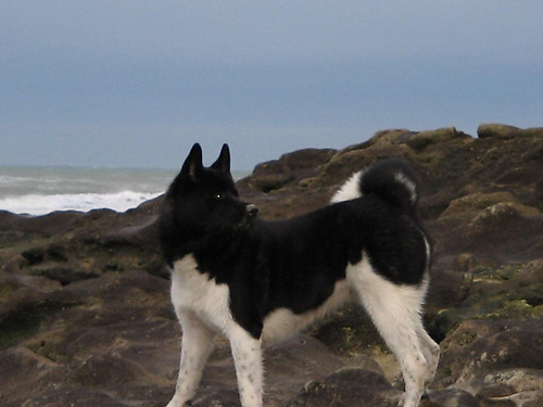 Joy op het strand .. vind ze altijd heel spannend al die meeuwen