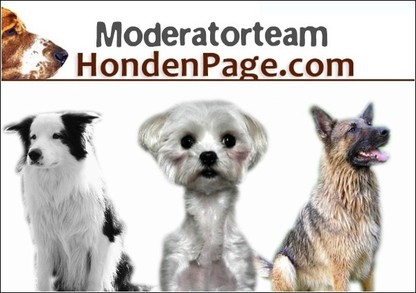 De liefde voor honden brengt ons samen: Hondenpage.