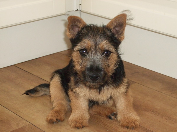 Luka Norwich Terrier 14 weken