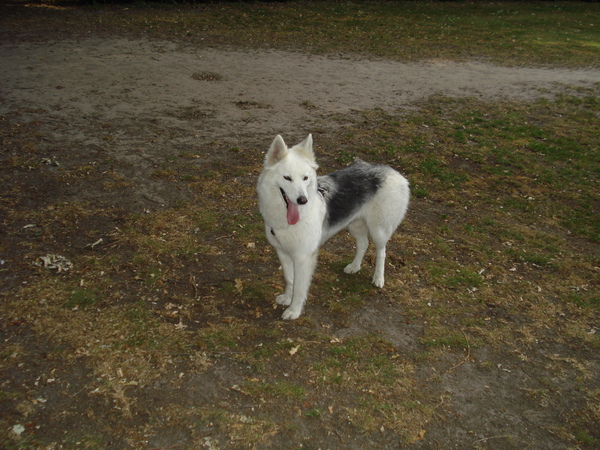 Alaskan Malamute