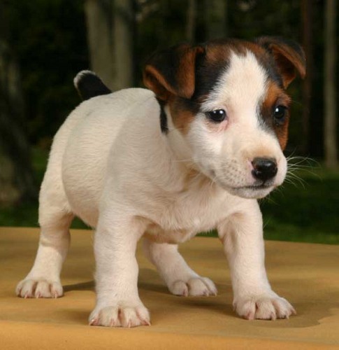 jack russell