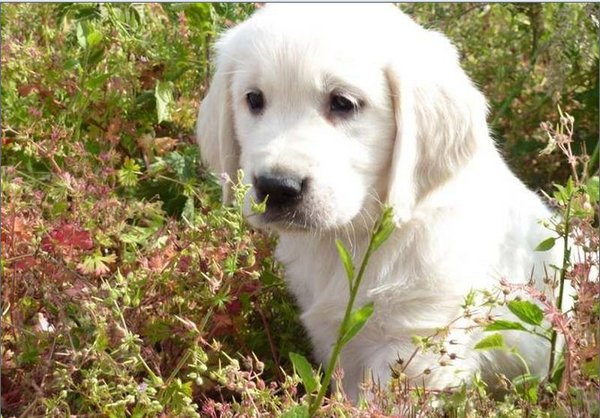 Golden Retriever