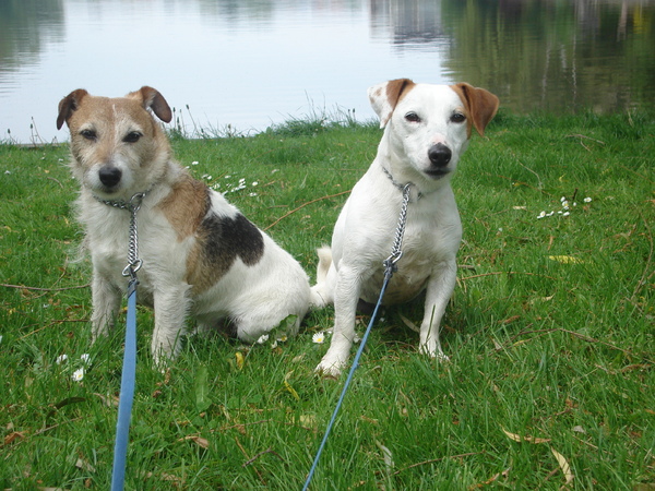 Jack Russell Terrier