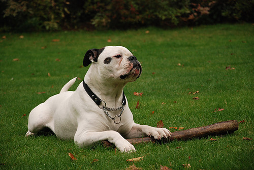 Amerikaanse Bulldog